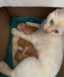 Capstar Fast-Acting Oral Flea Treatment for Dogs 27 710h7u9js0L