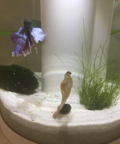 SunGrow 50 pcs Catappa Indian Almond Leaves for Betta Fish Tank Aquarium, 2” Water Conditioner Leaves, Leaf Also Suitable for Shrimp, Goldfish, Guppy and Frogs 50 Leaves 56 710hfS ksL