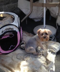 PET4FUN PN935 29" Portable Pet Puppy Dog Cat Animal Playpen Yard Crates Kennel w/Premium 600D Oxford Cloth, Tool-Free Setup, Carry Bag, Removable Security Mesh Cover/Shade, 2 Storage Pockets(Pink) Upgrade Version: 29" x 29" x 17" Medium Pink 66 710kgYmun9L