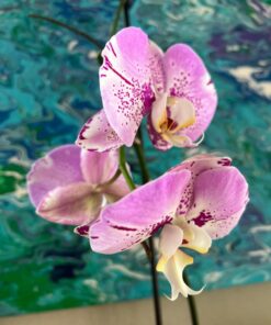 Miracle-Gro Ready-To-Use Orchid Plant Food Mist, 8 oz., Feeds Plants Instantly, 1 Pack 46 710ogTjTiuL