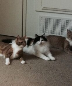 World's Best Cat Litter, Clumping Litter Formula for Multiple Cats, 28-Pounds 39 710taAsO8L