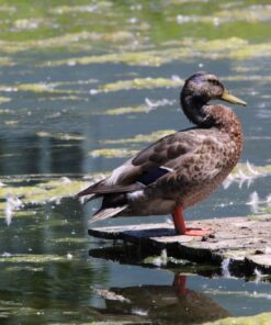 Sigma 1.4x Teleconverter TC-1401 for Canon Canon SLR Mount 29 710trzDzmXL