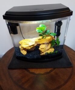 Anubias Barteri Coin Leaves Live Aquarium Plants Freshwater Rhizome 3 Days Live Guaranteed by Mainam 35 710uEjLzt4L