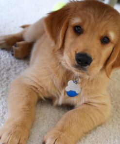 Grannick's Bitter Apple for Dogs Spray Bottle, 16 Ounces, Golds & Yellows (1116AT) 16 Ounces (Pack of 1) 44 710uQxnciAL