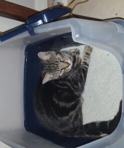 IRIS USA Open-Top Cat Litter Box with Shield and Scoop, Navy 46 710w8yKtRZL