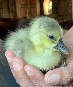 HovaBator 2370 Egg Incubator Deluxe Combo Kit, Electronic Thermostat, Circulating Air Fan, Automatic Egg Turner, Hygrometer for Humidity Measurement, Quail - Goose Hatching Eggs, Poultry 32 710wwp5bf3L