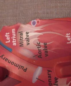 Learning Resources Cross-Section Human Heart Model, Large Foam Classroom Demonstration Model, 2Piece, Grades 2+, Ages 7+ Multi-color, 5 x 5 x 5 inches 24 710xuFSgTpL