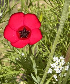 Hummingbird Nectar Wildflower Seeds Bulk Open-Pollinated Wildflower Seed Mix Packet, Non-GMO, No Fillers, Annual, Perennial Wildflower Seeds Year Round Planting - 1 oz 67 711 cJksqnL