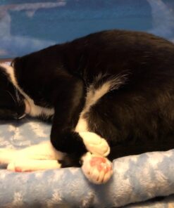 MidWest Homes for Pets Bolster Dog Bed 22L-Inch Blue Dog Bed or Cat Bed w/ Comfortable Bolster | Ideal for XS Dog Breeds & Fits a 22-Inch Dog Crate | Easy Maintenance Machine Wash & Dry 32 7111PFgJqXL