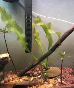 Aponogeton Ulvaceus Bulb - Aquarium Plant for Aquariums with temperatures Under 72F 42 7112q4CU5VL