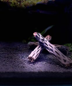 SunGrow Cholla Wood for Shrimps, Dried Husk of Cholla Cactus, Aquarium or Home Decor for Hermit Crabs, Pleco, 3 Pieces per Pack (3 Pieces, 6 inches) 32 71134MLuO L