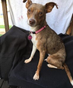 Car Magnet-Paw-Who Rescued Who- 5.5" x 5.5" 12 7114i61 EUL