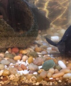 Aquatic Arts Algae Wafers (8 Ounce) Sinking Food for Live Aquarium Shrimp, Fish (Pleco/Tetra), Snails, and Bottom Feeders | High Protein Spirulina Blend Fish Food for Fish Tank Aquariums 30 7118lvoAsUL