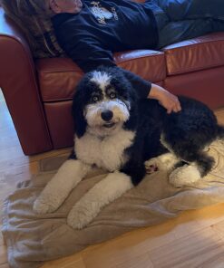 PetSafe® Gentle Leader® Headcollar, No-Pull Dog Collar, Large 60-130 Lb., Black 28 711AMbsfQL