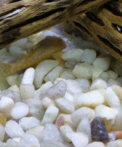 Natural Cholla Wood for Aquarium Decoration, Shrimp, Hermit Crab, Chew Toys for Small Pets (6 Inches Long(Pack of 3)) 6 Inches Long(Pack of 3) 30 711HOQChMhL