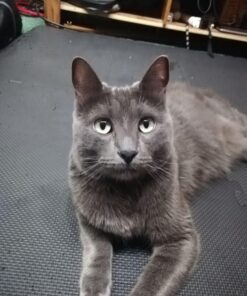 BalanceFrom Puzzle Exercise Mat with EVA Foam Interlocking Tiles for MMA, Exercise, Gymnastics and Home Gym Protective Flooring, Multiple Sizes Black 1/2" Thick, 24 Square Feet 40 711HUeAQTL