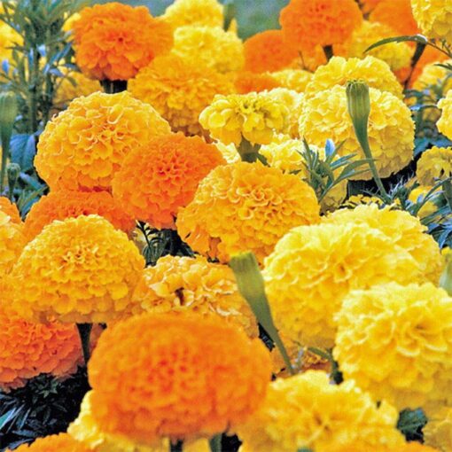 2000 African Marigold 'Crackerjack Mix' Seeds, by Seeds2Go