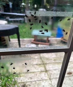 Window Fly Traps by Catchmaster - 48 Count, Ready to Use Indoors. Insect, Bugs, Fly & Fruit Fly Glue Adhesive Sticky Paper - Waterproof Easy Application Ready Disposable Non-Toxic 48 Traps 29 711KfhcmEfL