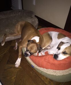 Advanced Hip & Joint Formula - 90 Mobility & Pain Relief Dog Chews - Glucosamine, Chondroitin, MSM, & Turmeric for Superior Joint Health Chewable 32 711KggatS8L