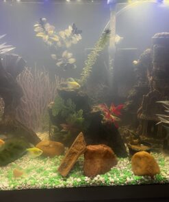 SunSun JUP-01 9W UV Sterilizer Submersible Filter Pump 72 711MONTPWbL