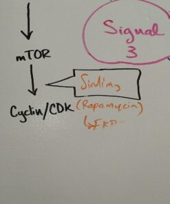EXPO Dry Erase Whiteboard Cleaning Spray, 8 oz. 8 Ounce 30 711MjeIZrGL
