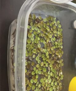 12 Water Spangles (Salvinia Minima), Live Aquarium/Aquatic/Floating/Pond/Freshwater Plant by G&Z 36 711OeZFsyL