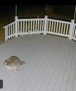 Audubon Park 12243 Critter Crunch Wild Bird and Critter Food, 15-Pounds 29 711PTWKG5iL