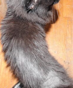 Dog Comb for Removes Tangles and Knots - Cat Comb for Removing Matted Fur - Grooming Tool with Stainless Steel Teeth and Non-Slip Grip Handle - Best Pet Hair Comb for Home Grooming Kit - Ebook Guide 36 711S6RS5R6L