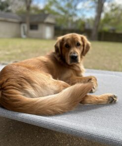 COOLAROO The Original Cooling Elevated Dog Bed, Indoor and Outdoor, Large, Grey 51.0"L x 31.5"W x 8.0"Th 35 711SfZpPN3L