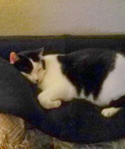 Arm & Hammer Clump & Seal Litter, MultiCat 19lb Box 19 Pound Multicolor 32 711T48o2QKL 1