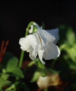 Fotodiox Pro Lens Mount Adapter with Auto-Exposure, Auto-Focus and Auto-Aperture, Canon EOS EF EFs Lens to EOS M EF-m Camera Body Canon EOS EF/EF-S (Auto) 26 711WC3rDXUL