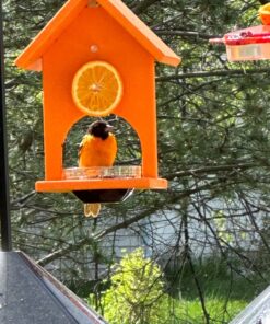 Songbird Essentials SERUBFJF Fruit and Jelly Oriole Feeder (Set of 1) 31 711WmapYlYL