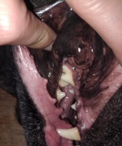 Virbac CET Enzymatic Toothpaste Eliminates Bad Breath by Removing Plaque and Tartar Buildup, Best Pet Dental Care Toothpaste -Beef Flavor, 2.5 Oz Tube (Color Varies) Beef 36 711YgKIwRJL