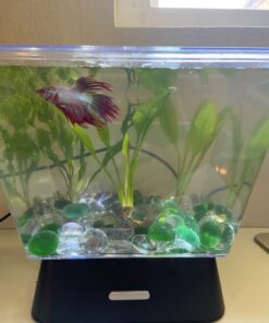 Tetra LED Betta Tank Kit 1 Gallon, Trapezoid aquarium With Base Lighting (24050) 34 711YjvVcf2L