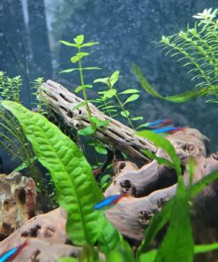 SunGrow Cholla Wood for Shrimps, Dried Husk of Cholla Cactus, Aquarium or Home Decor for Hermit Crabs, Pleco, 3 Pieces per Pack (3 Pieces, 6 inches) 30 711ZN85XpFL