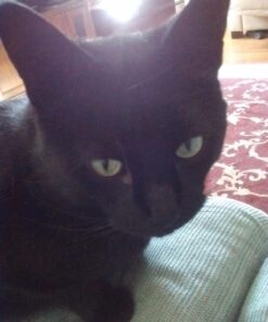 SHEBA PERFECT PORTIONS Cuts in Gravy Adult Wet Cat Food Tray, Delicate Salmon and Tender Whitefish & Tuna Entrée, Twin-Pack - 12 Count (Pack of 2) 12 Count (Pack of 2) 34 711aJVcttCL