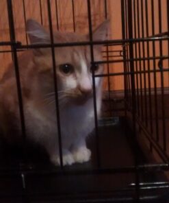 Dog Crates for Small Dogs - Dog Crate 20" Pet Cage Single-Door Best for Puppy & Kitten Pets - Wire Metal Kennel Cages with Tray - in-Door Foldable & Portable for Animal Out-Door Travel 20.0"L x 13.0"W x 16.0"H 32 711bVPgfMKL 1