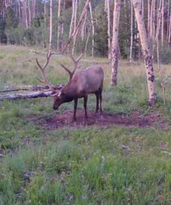 Evolved Habitat Deer Cane Block 4 lb 32 711bYJnI SL