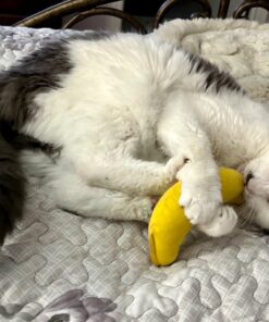 Yeowww! Yellow Banana Catnip Toy (2 Pack) 18 711bpnHONjL