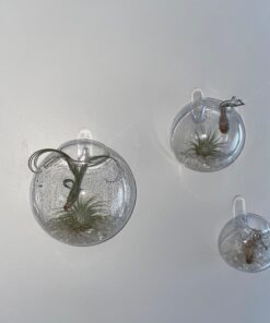 Command Medium Wall Hooks, Damage Free Hanging Wall Hooks with Adhesive Strips, No Tools Wall Hooks for Hanging Christmas Decorations, 7 Clear Wall Hooks and 12 Command Strips 43 711hHOT6gKL