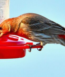 Tamron SP 150-600mm F/5-6.3 Di VC USD G2 for Nikon Digital SLR Cameras 68 711hOdSISBL