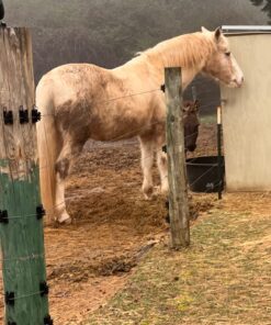 Andis – 21641, Ultra Edge Dog Clipper Blade – Carbon-Infused Steel With Exclusive Hardening Process, Long-Lasting Blades, 3/32-Inch Cut Length – For Dogs & Medium-Sized Animals, Size-T-84, Chrome T-84: 3/32" (2.4 mm) 13 711hVnwkNoL