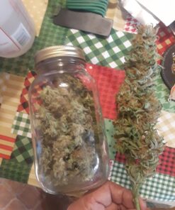 Advanced Nutrients 1201-14 Bloom pH Perfect Fertilizer, 1 Liter, Brown/A 15 711hie7wAL