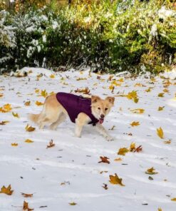 Kurgo Loft Dog Jacket, Reversible Dog Coat, Wear with Harness or Sweater, Water Resistant, Reflective, Winter Coat For Medium Dogs (Deep Violet, M) Deep Violet/Charcoal 53 711ilqV9QUL