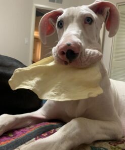 PET MAGASIN Rawhide Alternative Natural Jumbo Cow Ears 12-Pack Dog Treats Super Chew Long-Lasting, Made in Registered Facility 32 711jnpleUIL