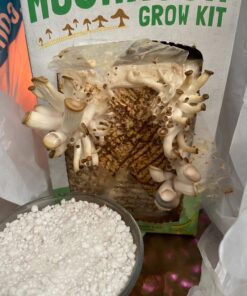 Back to the Roots Organic Oyster Mushroom Grow Kit, Harvest Gourmet Mushrooms In 10 Days 1 Count (Pack of 1) 83 711kGbsmtCL