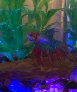 Aqueon Betta Falls 3 Section Aquarium Fish Tank With QuietFlow Power Filtration, Black 43 711ml6ga9FL