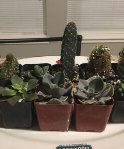 Shop Succulents | Cactus & Succulent Collection of Live Plants, Hand Selected Variety Pack of Cacti and Mini Succulents | Collection of 9 Standard Box 19 711nYIAACLL