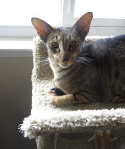 Hill's Science Diet Dry Cat Food, Adult, Sensitive Stomach & Skin, Chicken & Rice Recipe, 3.5 lb. Bag 3.5 Pound (Pack of 1) 40 711oIQhiz7L