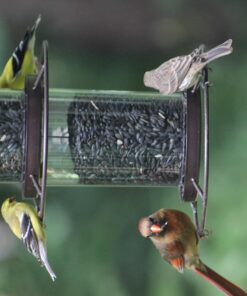 Perky-Pet 325S Panorama Bird Feeder 36 711v5Pny XL